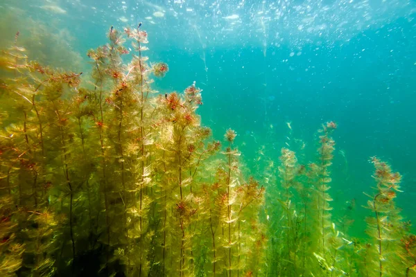 Onderwater Zoetwater Flora Onderwater Landschap Onderwater Flora — Stockfoto