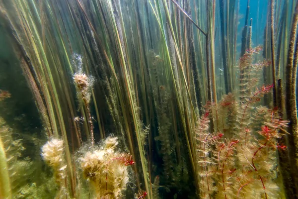 淡水植物 水中の風景 水中の植物 — ストック写真