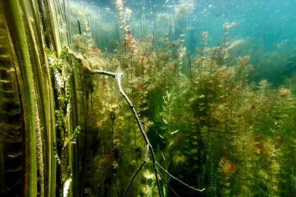 Flora Submarina Agua Dulce Paisaje Submarino Flora Submarina —  Fotos de Stock