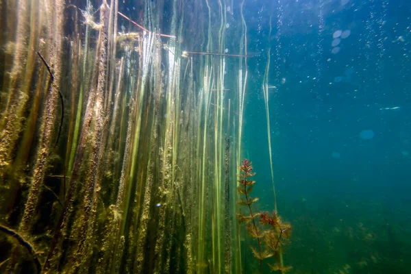 淡水植物 水中の風景 水中の植物 — ストック写真