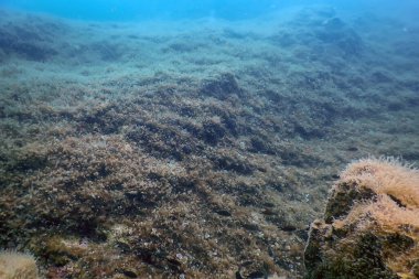 Deniz Yaşamı Su Altında Kayalar Güneş Işığı, Su Altında Yaşam, Vahşi Yaşam