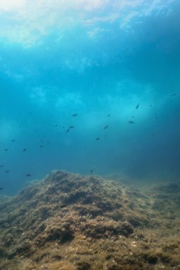 Deniz Yaşamı Su Altında Kayalar Güneş Işığı, Su Altında Yaşam, Vahşi Yaşam