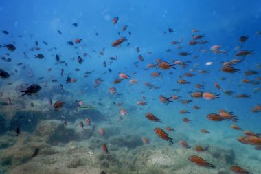 Deniz Yaşamı Su Altında Kayalar Güneş Işığı, Su Altında Yaşam, Vahşi Yaşam