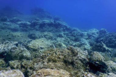 Deniz Yaşamı Su Altında Kayalar Güneş Işığı, Su Altında Yaşam, Vahşi Yaşam