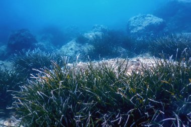 Deniz Yaşamı Su Altında Kayalar Güneş Işığı, Su Altında Yaşam, Vahşi Yaşam