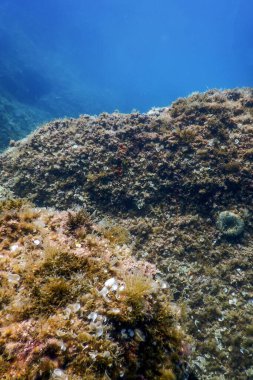 Deniz Yaşamı Su Altında Kayalar Güneş Işığı, Su Altında Yaşam, Vahşi Yaşam