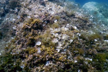 Deniz Yaşamı Su Altında Kayalar Güneş Işığı, Su Altında Yaşam, Vahşi Yaşam