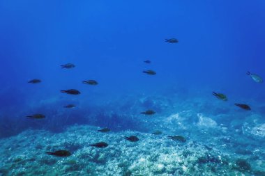 Deniz Yaşamı Su Altında Kayalar Güneş Işığı, Su Altında Yaşam, Vahşi Yaşam