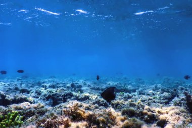 Su altı resifleri, deniz yosunları, mavi sualtı arka planı.