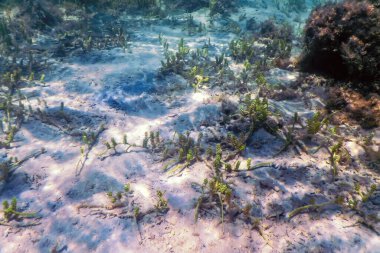 Su altı resifleri, deniz yosunları, mavi sualtı arka planı.