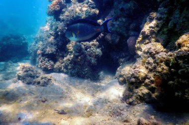 Sohal Cerrah Balığı, Sohal Tang (Acanthurus Sohal) Deniz yaşamı