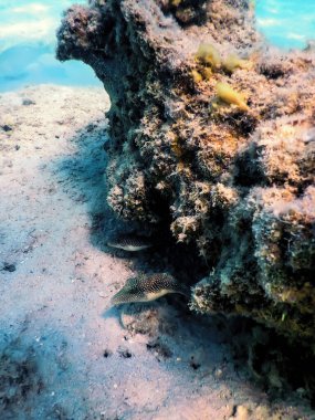 Kızıl Deniz Sivri Burunlu (Canthigaster margaritası) su altında, deniz yaşamı