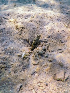 Benekli karides goby (Amblyeleotris guttata) su altında, deniz yaşamı