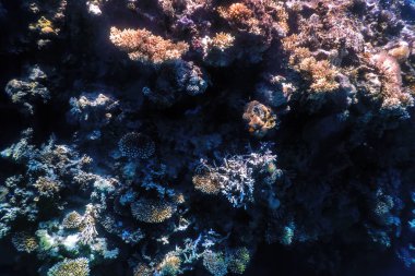 Mercan resifinin sualtı manzarası, tropikal sular, deniz yaşamı.