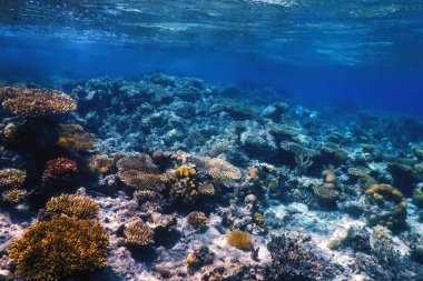 Mercan resifinin sualtı manzarası, tropikal sular, deniz yaşamı.