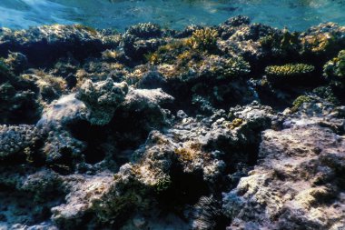 Mercan resifinin sualtı manzarası, tropikal sular, deniz yaşamı.