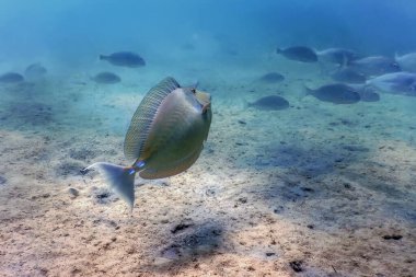 Whitemargin unicornfish (Naso annulatus) Tropikal sular, deniz yaşamı