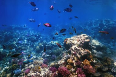 Mercan resifinin sualtı manzarası, tropikal sular, deniz yaşamı.