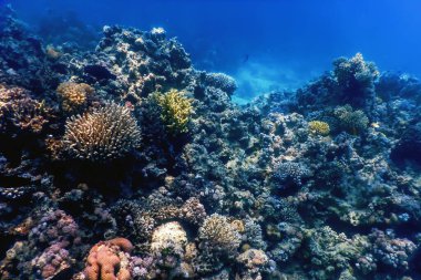 Mercan resifinin sualtı manzarası, tropikal sular, deniz yaşamı.