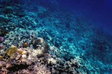 Mercan resifinin sualtı manzarası, tropikal sular, deniz yaşamı.