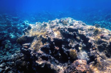 Mercan resifinin sualtı manzarası, tropikal sular, deniz yaşamı.