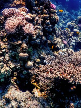 Mercan resifinin sualtı manzarası, tropikal sular, deniz yaşamı.