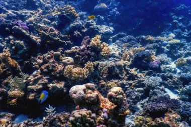 Mercan resifinin sualtı manzarası, tropikal sular, deniz yaşamı.