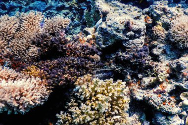 Mercan resifinin sualtı manzarası, tropikal sular, deniz yaşamı.