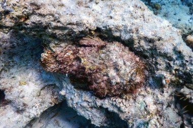 Taşbalığı (Synanceia verrucosa) resif taşbalığı, tropikal sular, deniz yaşamı