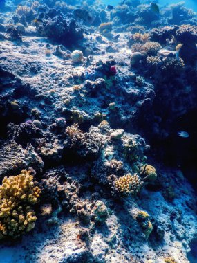 Mercan resifinin sualtı manzarası, tropikal sular, deniz yaşamı.