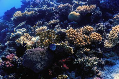 Mercan resifinin sualtı manzarası, tropikal sular, deniz yaşamı.