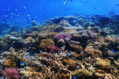 Mercan resifinin sualtı manzarası, tropikal sular, deniz yaşamı.