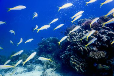 Sarı keçi balığı (Mulloidichthys martinicus) Deniz altı, deniz yaşamı
