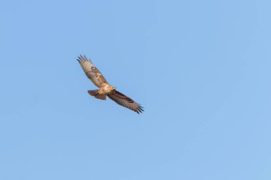 Uçuşta Yaygın Şahin (Buteo buteo) Mavi Gökyüzü