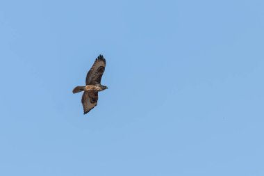 Uçuşta Yaygın Şahin (Buteo buteo) Mavi Gökyüzü