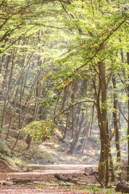 Sonbahar Ormanı Doğası. Renkli Orman Güneşi Ağaçların Dalları Arasında Işınlar.