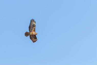 Uçuşta Yaygın Şahin (Buteo buteo) Mavi Gökyüzü