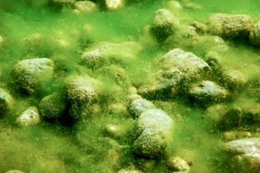 Nehir yatağındaki kayalar yeşil yosunlarla kaplı, su kalitesinde.