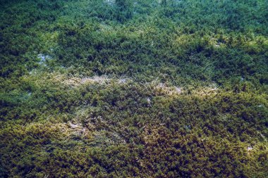 Tatlı Su Flora, Sualtı Tatlı Su Manzarası, Su altı Flora