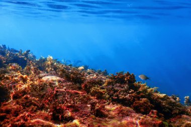 Yosun Sualtı, Yüzeye yakın Yosun Sığ Su