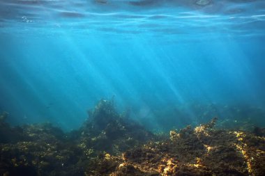 Yosun Ormanı, Yosun Sualtı, Sualtı Sahnesi