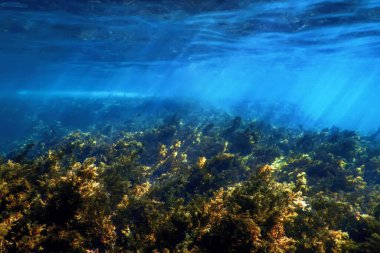 Yosun Ormanı, Yosun Sualtı, Sualtı Sahnesi