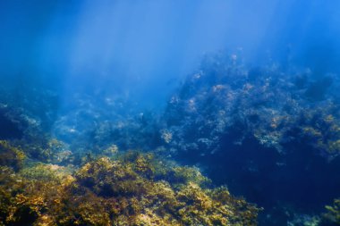 Deniz Yaşamı Su Altında Kayalar Güneş Işığı Altında Yaşam