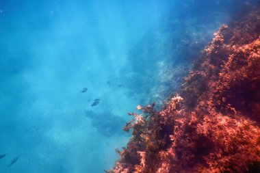 Deniz Yaşamı Su Altında Kayalar Güneş Işığı Altında Yaşam