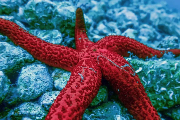Red Starfish on the Sea Floor (Echinaster sepositus) Underwater wildlife