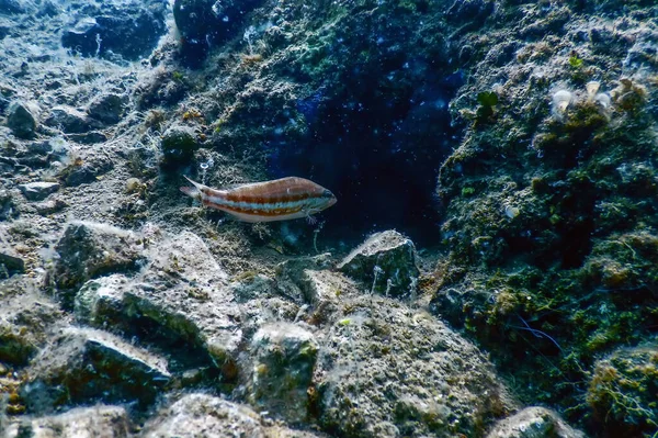 Ryby Kombajnowe Serranus Cabrilla Scena Podwodna Dzika Przyroda — Zdjęcie stockowe