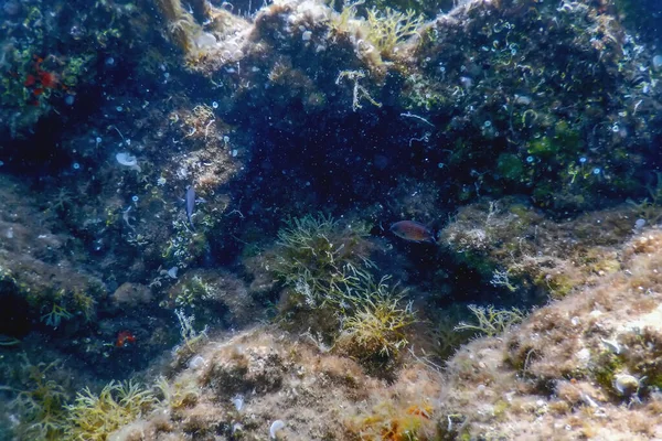 Θαλάσσια Ζωή Υποβρύχια Βράχια Sunlight Υποβρύχια Ζωή Άγρια Ζωή — Φωτογραφία Αρχείου