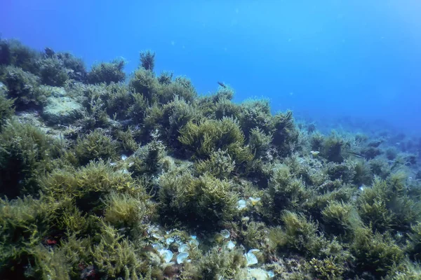 Deniz Yosunu Ormanı Yosun Sualtı Sualtı Sahnesi Deniz Yaşamı — Stok fotoğraf