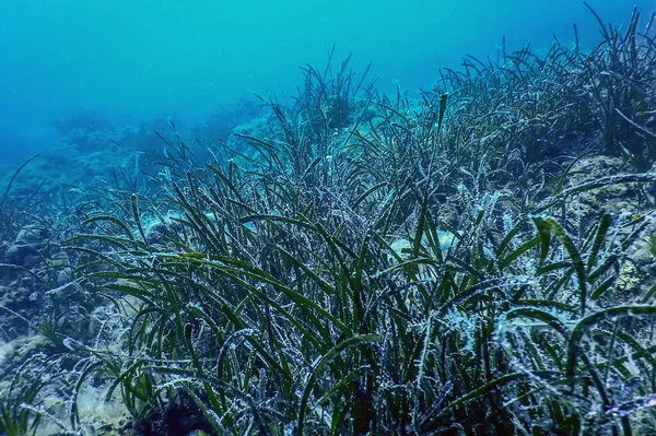 水中シーン 海の生活の森 — ストック写真