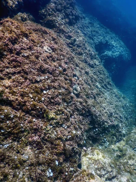 Sea Life Unterwasser Felsen Sonnenlicht Unterwasser Leben Tierwelt — Stockfoto